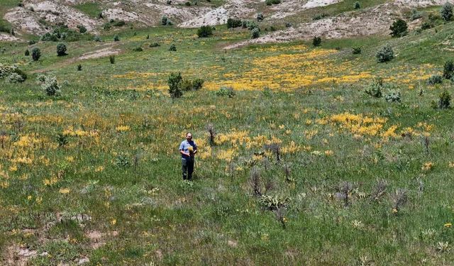 Güzelliğiyle doğaseverleri mest ederken, şifasıyla hastalara umut oluyor