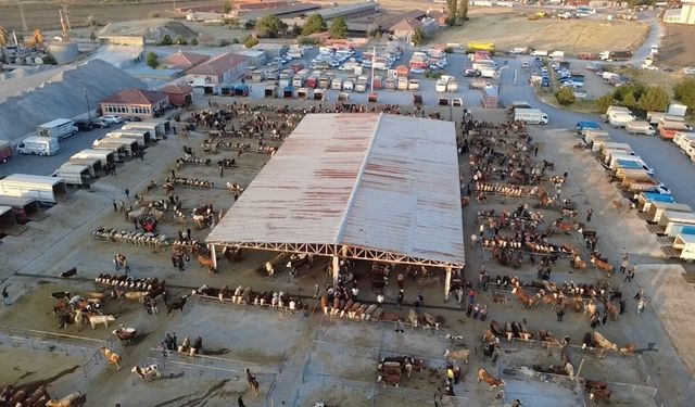 Hayvan fiyatları düşüşte, besiciler 'Tam alım zamanı' diyor