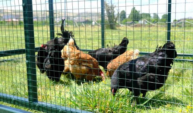 Keneyle mücadelede gezici tavuk kümesi uygulaması