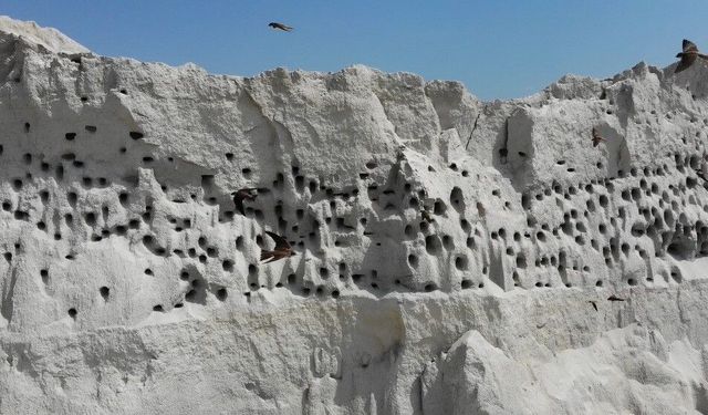 Şantiyedeki kum tepesi kırlangıçlara yuva oldu
