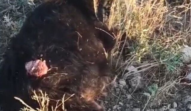 Sokak köpekleri sürüden ayrılan keçiye saldırdı