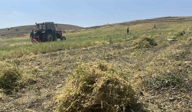 Yozgat'ta mercimek hasadı başladı, çiftçinin yüzü güldü, verim beklentisi yükseldi
