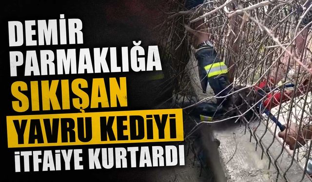 Demir parmaklığa sıkışan yavru kediyi itfaiye kurtardı