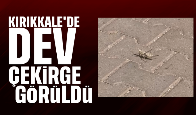 İstanbul'dan sonra Kırıkkale'de de dev çekirge görüldü