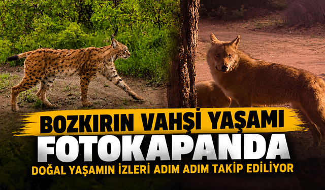 Bozkırın vahşi yaşamı fotokapanda: Doğal yaşamın izleri adım adım takip ediliyor