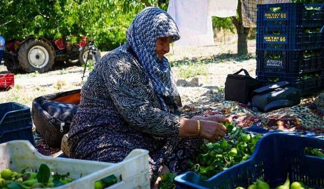 Geçen sene yaşanan zirai donun izlerine rağmen yaz armudu hasadı başladı: 200 ton rekolte bekleniyor