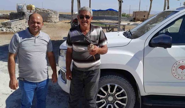 Kanadından yaralanan kızıl şahin, duyarlı çiftçinin dikkatiyle kurtuldu