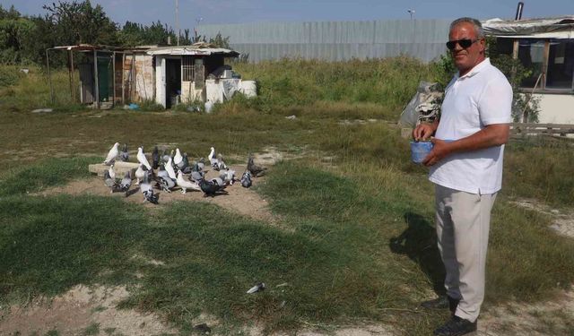 Yüksek sıcaklıklar taklacı güvercinleri de vurdu