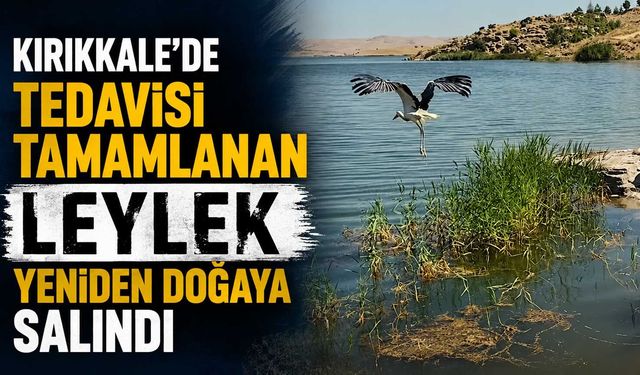 Kırıkkale'de tedavisi tamamlanan Leylek yeniden doğaya salındı