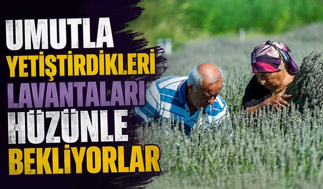 Umutla yetiştirdikleri lavantaları hüzünle bekliyorlar