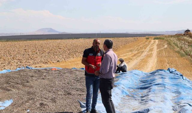 Ayçiçeği ve patates hasadı sürüyor