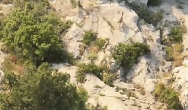 Yaban keçileri doğal yaşam alanlarında görüntülendi