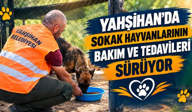 Yahşihan’da sokak hayvanlarının bakım ve tedavileri sürüyor