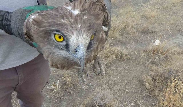 Arazide bulunan yılan kartalı koruma altına alındı