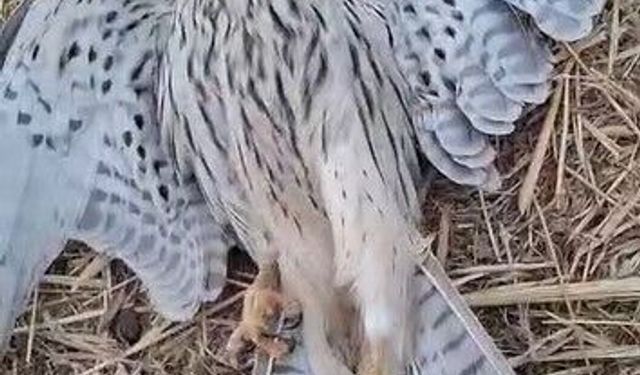 Bitkin düşen yavru kerkeneze su içirmeye çalıştı