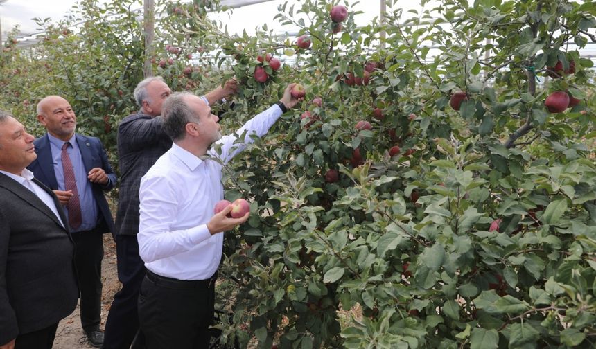 Niğde Ömer Halisdemir Üniversitesi uygulama bahçesinde yaklaşık 200 ton elma hasat edildi