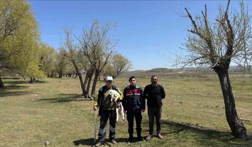 Kayıp küçükbaş hayvanı jandarma buldu