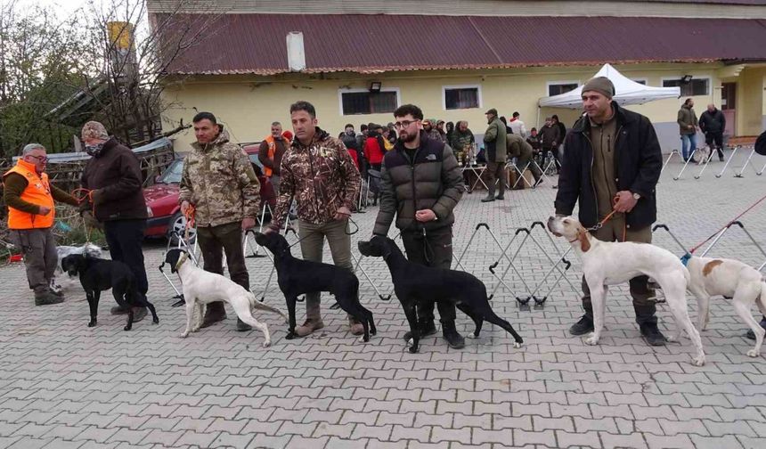 Köpekler en gözde özellikleriyle yarıştı