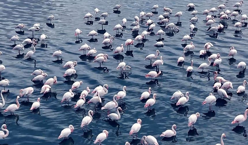 Niğde’de flamingoların görsel şöleni havadan görüntülendi