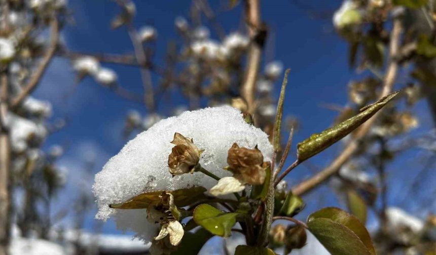 Soğuk hava ve yağışlar meyveyi olumsuz etkiledi, hububata can suyu oldu