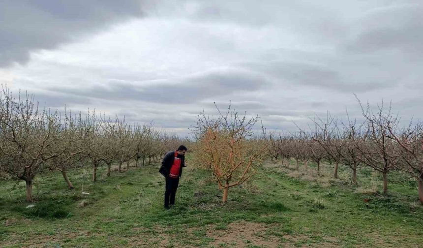 Yozgat’ta zirai don, üreticileri zarara uğrattı