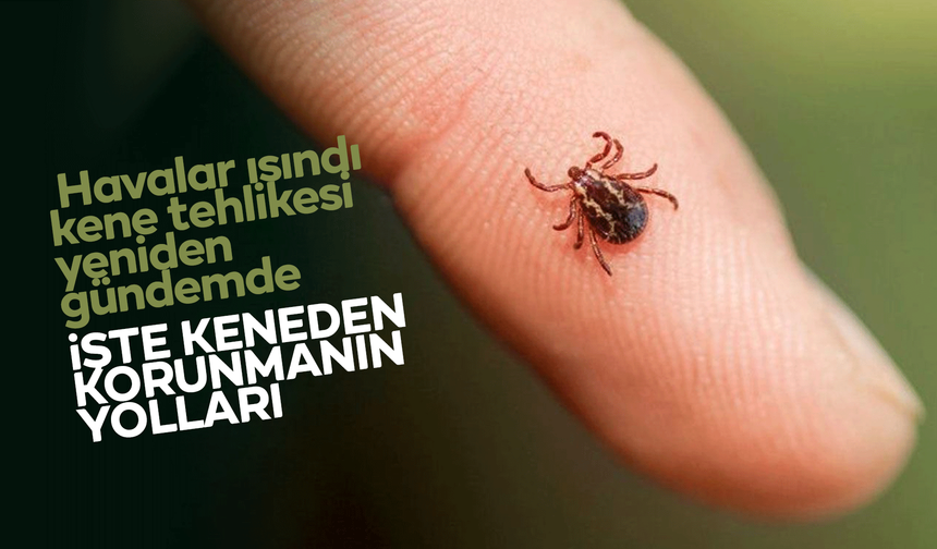Havalar ısındı, kene tehlikesi yeniden gündemde