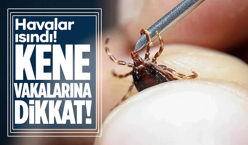 Kene Tehlikesi Yeniden Gündemde: Uzmanlardan Uyarı Var