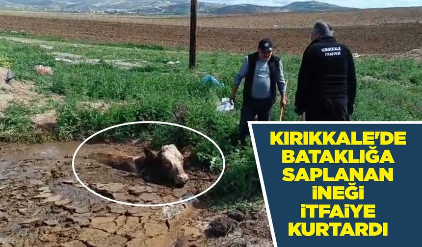 Kırıkkale'de bataklığa saplanan ineği itfaiye kurtardı