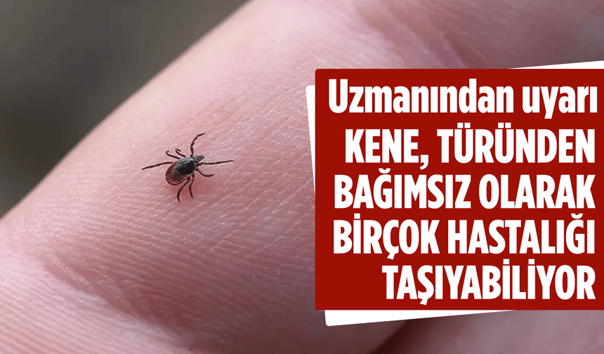 Uzmanından uyarı: "Kene, türünden bağımsız olarak birçok hastalığı taşıyabiliyor"