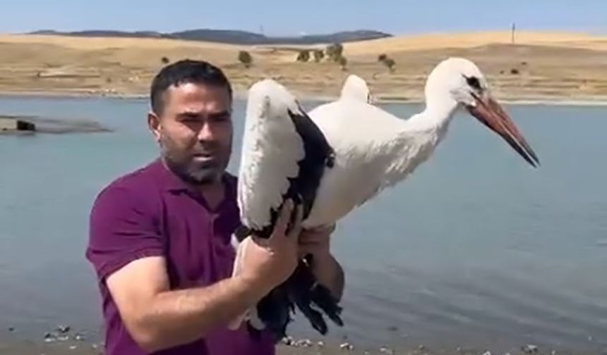 3 ay önce yaralı teslim alınan leylek sağlığına kavuştu, doğaya bırakıldı