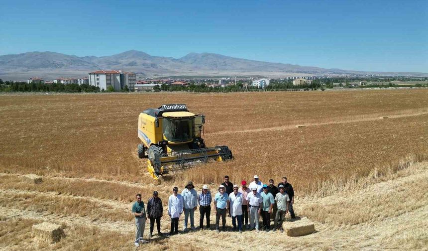 300 dekar arazide arpa ve buğday hasadı başladı