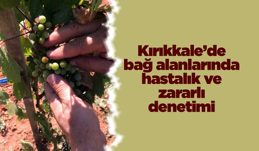 Kırıkkale’de bağ alanlarında hastalık ve zararlı denetimi