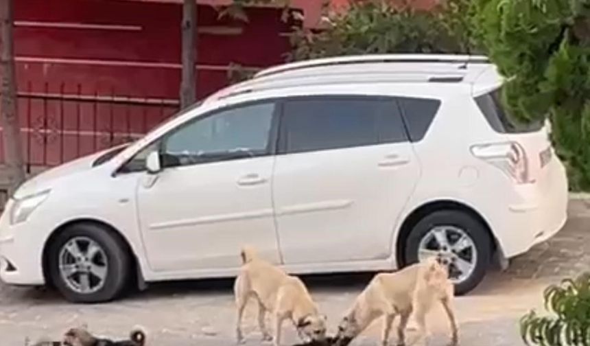 Sokak köpekleri kediye saldırdı