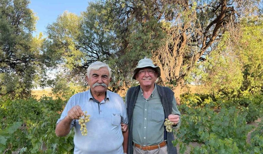 Ata tohumundan elde edilen üzümler lezzetiyle dikkat çekiyor