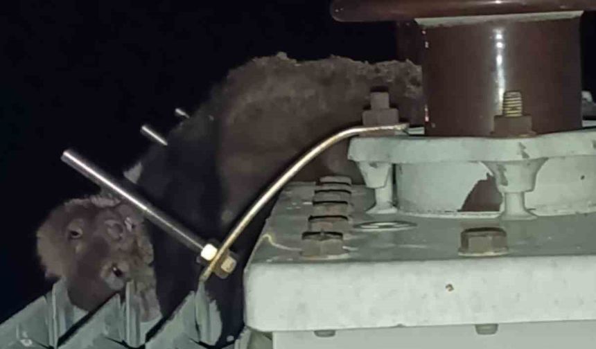 Mahalledeki elektrik kesintisinin sebebi sansar çıktı