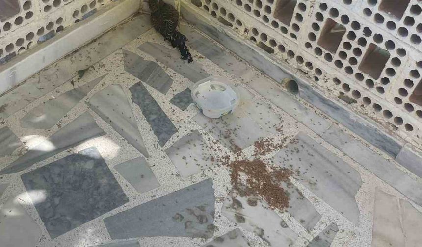 Yaralı ebabil kuşuna şefkat eli