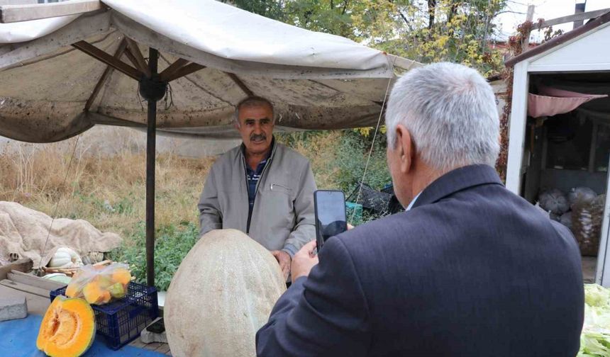 Ata tohumu 51 kiloluk dev kabak ilgi odağı oldu