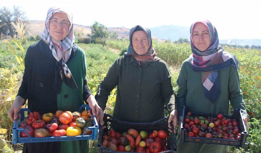 Bu bahçede 55 çeşit domates, 22 çeşit biber üretiliyor