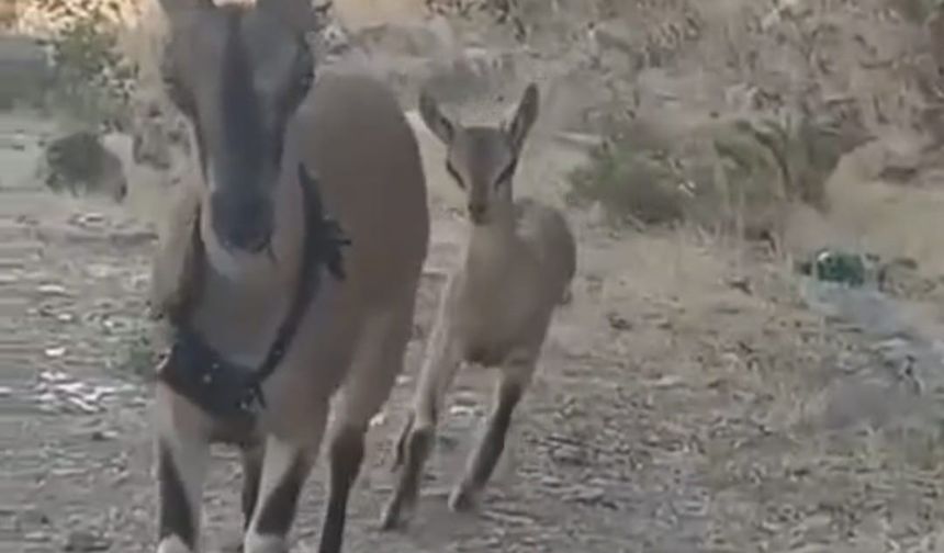 Kazankaya Kanyonu’na bırakılan keçiler yavrulayıp çoğalıyor