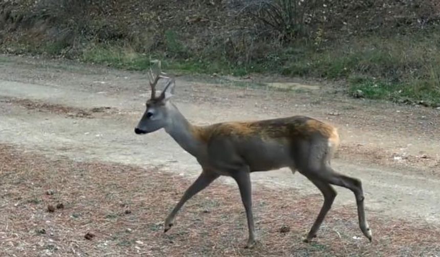Ormanda yiyecek arayan karacalar fotokapanda