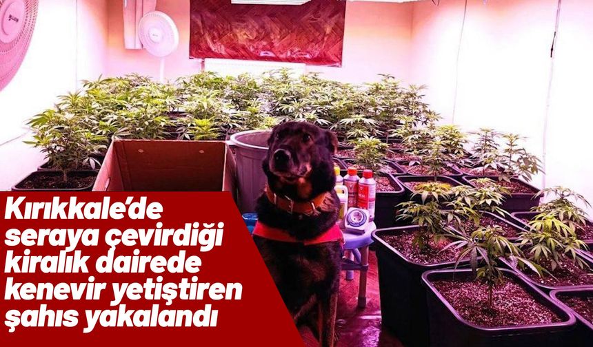 Seraya çevirdiği kiralık dairede kenevir yetiştiren şahıs yakalandı