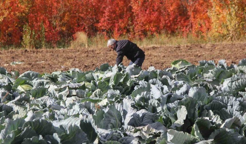 Deden toruna kalan ata tohumundan üretilen lahanaların hasadı başladı