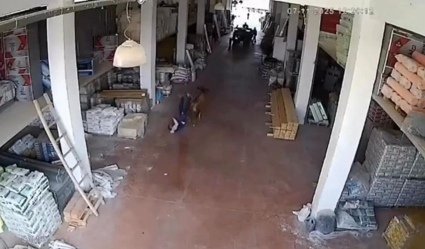 Depoya giren inek çalışanlara saldırdı: Vatandaşlar güçlükle kurtuldu