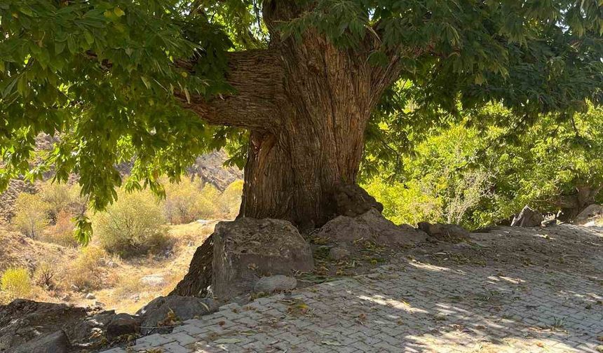 Doğadan ilham alan yarışma