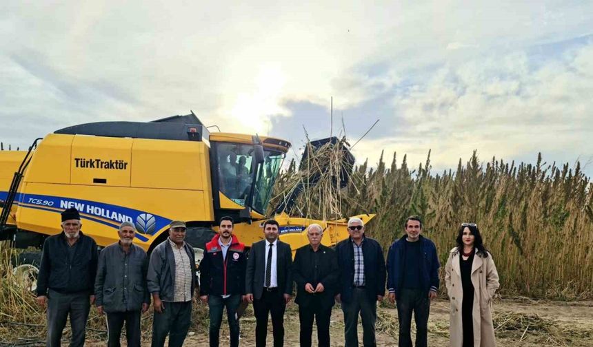 Endüstriyel kenevirin hasadı başladı