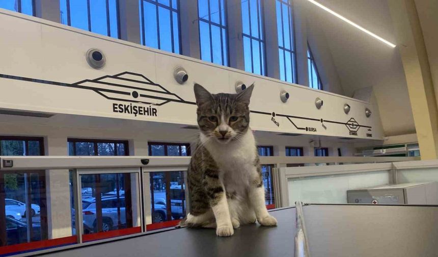 Tren İstasyonu’nun müdavim kedileri
