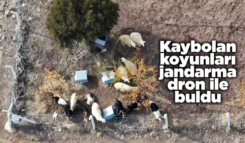 Kaybolan koyunları jandarma dron ile buldu