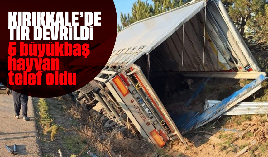Kırıkkale'de tır devrildi: 5 büyükbaş hayvan telef oldu