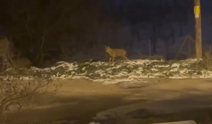 Başkentte kurt sürüsü görüldü