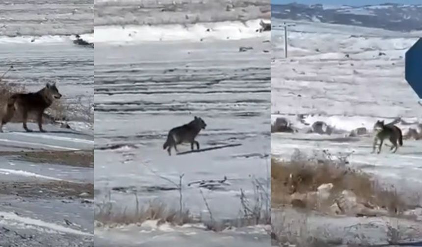 Kar yağdı, kurtlar şehre yaklaştı